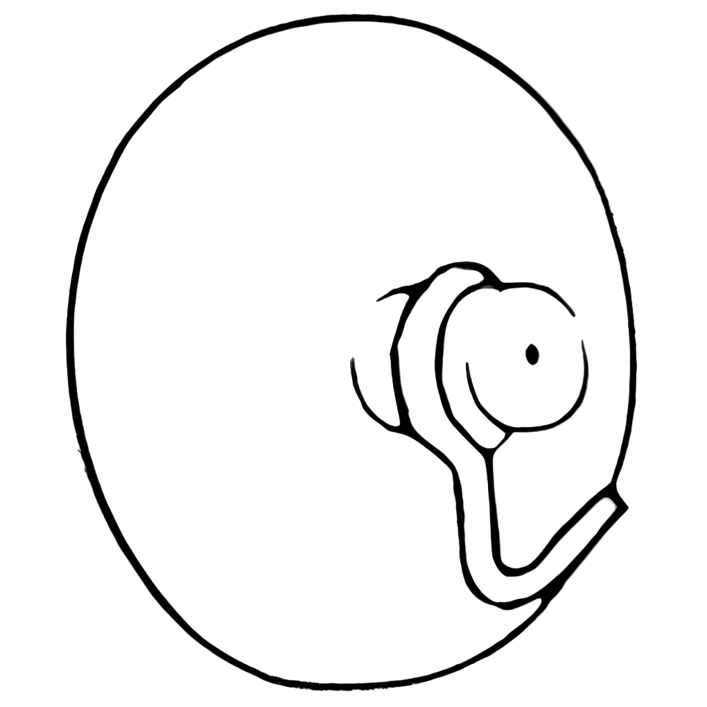Suction Cup Hook